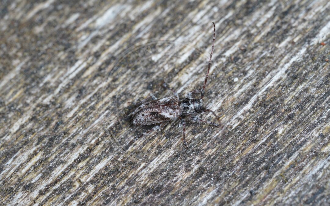 Her ses et billede af arten Fyrregråbuk (Pogonocherus decoratus). Fotoet er taget af AfroBrazilian og hentet fra Wikimedia Commons (CC BY-SA 4.0).