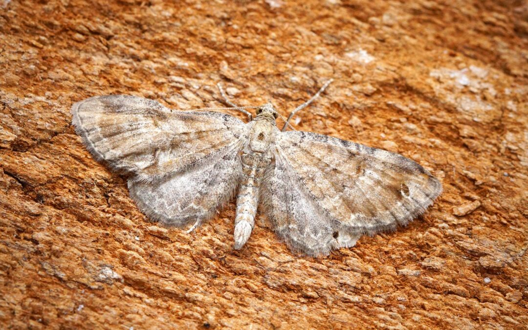 Her ses et billede af arten Gåsefoddværgmåler (Eupithecia simpliciata). Fotoet er taget af Ben Sale og hentet fra Wikimedia Commons (CC BY 2.0).