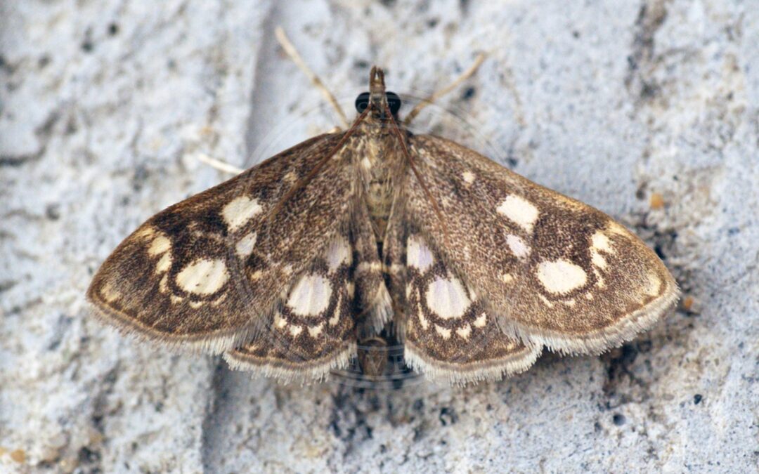 Her ses et billede af arten Galtetandhalvmøl (Anania stachydalis). Fotoet er taget af Ben Sale og hentet fra Wikimedia Commons (CC BY 2.0).