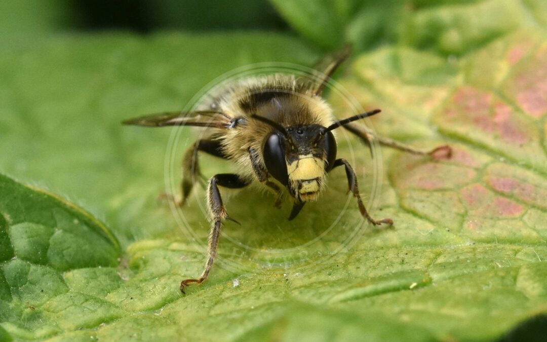 Her ses et billede af arten Galtetandvægbi (Anthophora furcata). Fotoet er taget af Mike Kerry og hentet fra iNaturalist (CC BY).