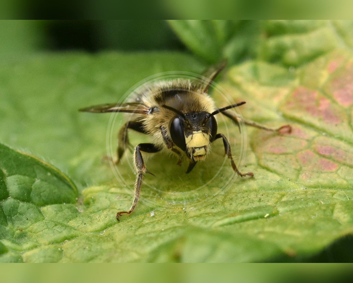 Her ses et billede af arten Galtetandvægbi (Anthophora furcata). Fotoet er taget af Mike Kerry og hentet fra iNaturalist (CC BY).