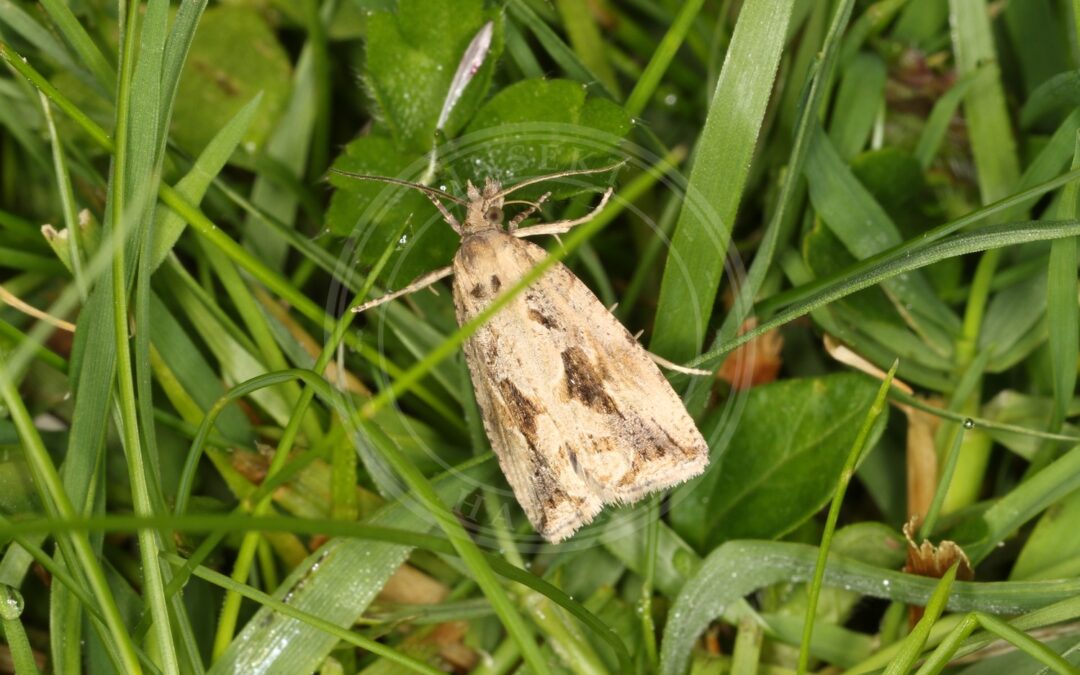 Her ses et billede af arten Galtetandvikler (Endothenia quadrimaculana). Fotoet er taget af Donald Hobern og hentet fra Wikimedia Commons (CC BY 2.0).