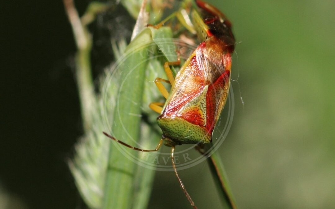Her ses et billede af arten Gedebladsløvtæge (Elasmostethus minor). Fotoet er taget af AfroBrazilian og hentet fra Wikimedia Commons (CC BY-SA 4.0).