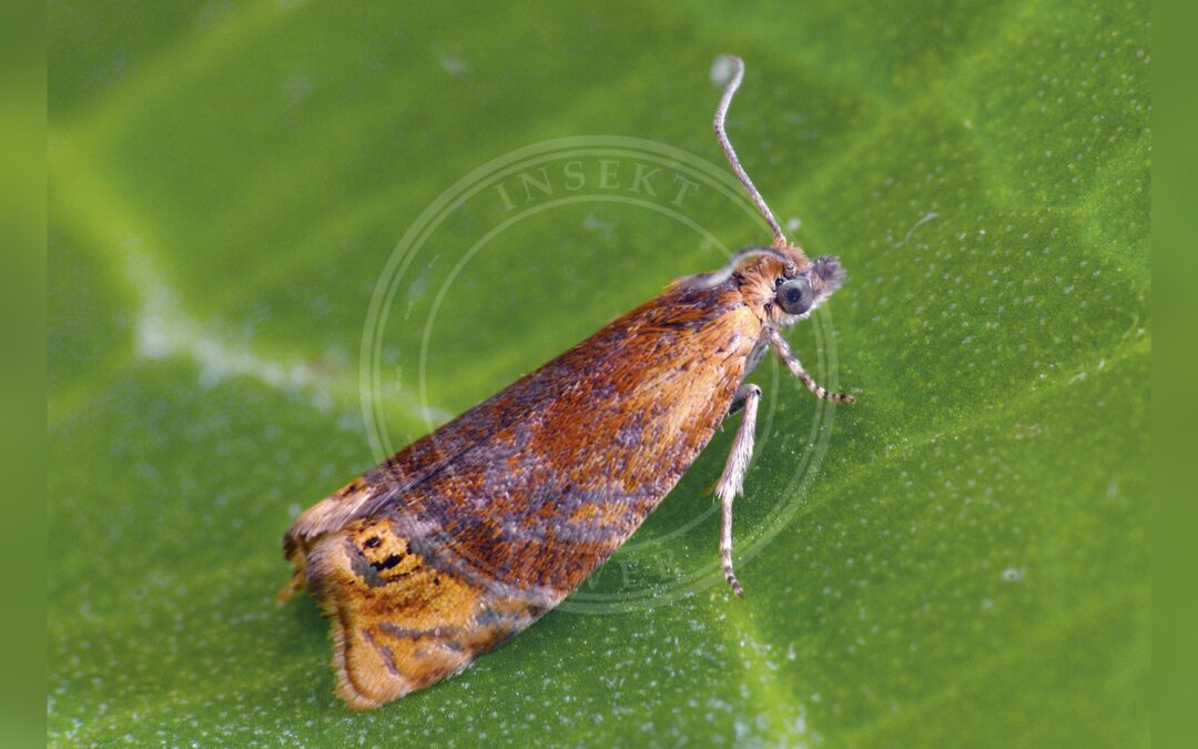 Her ses et billede af arten Gedebladvikler (Eucosmomorpha albersana). Fotoet er taget af Patrick Clement og hentet fra Wikimedia Commons (CC BY 2.0).
