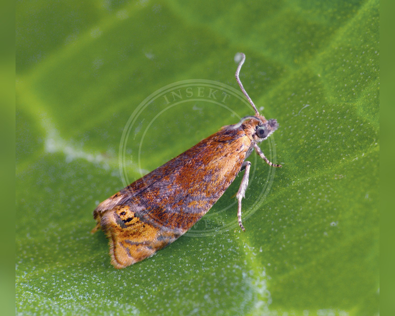 Her ses et billede af arten Gedebladvikler (Eucosmomorpha albersana). Fotoet er taget af Patrick Clement og hentet fra Wikimedia Commons (CC BY 2.0).