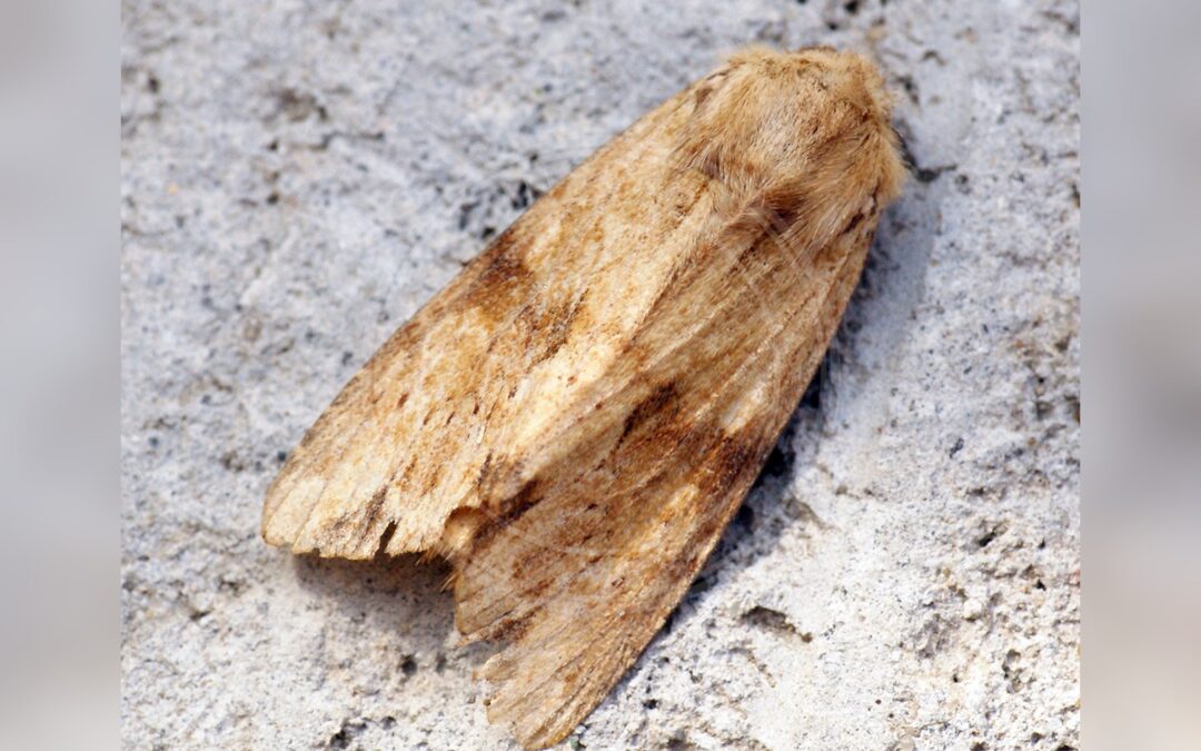 Her ses et billede af arten Glansfuld Stængelugle (Apamea sublustris). Fotoet er taget af Ben Sale og hentet fra Wikimedia Commons (CC BY 2.0).