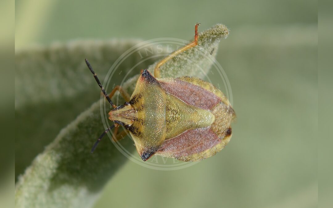 Her ses et billede af arten Glat Bredtæge (Carpocoris fuscispinus). Fotoet er taget af Anna N Chapman og hentet fra Wikimedia Commons (CC0).