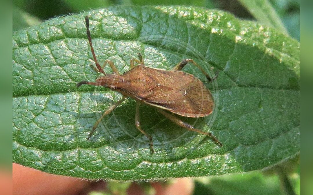 Her ses et billede af arten Glat Randtæge (Ceraleptus lividus). Billedet er hentet fra iNaturalist (CC0).