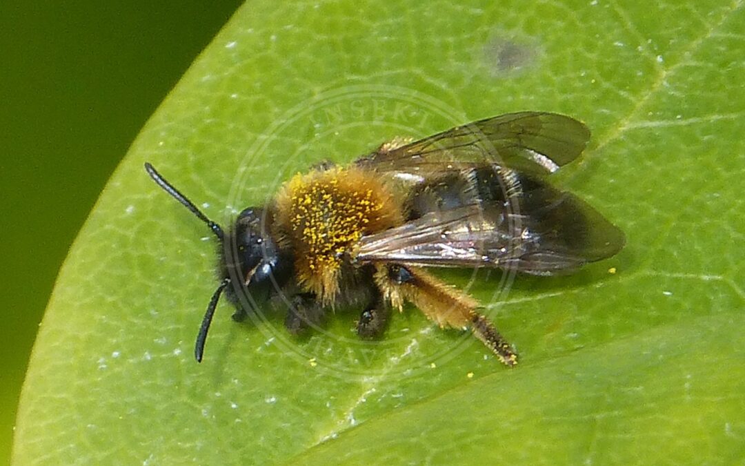 Her ses et billede af arten Glinsende Jordbi (Andrena nitida). Fotoet er taget af gailhampshire from Cradley, Malvern, U.K og hentet fra Wikimedia Commons (CC BY 2.0).