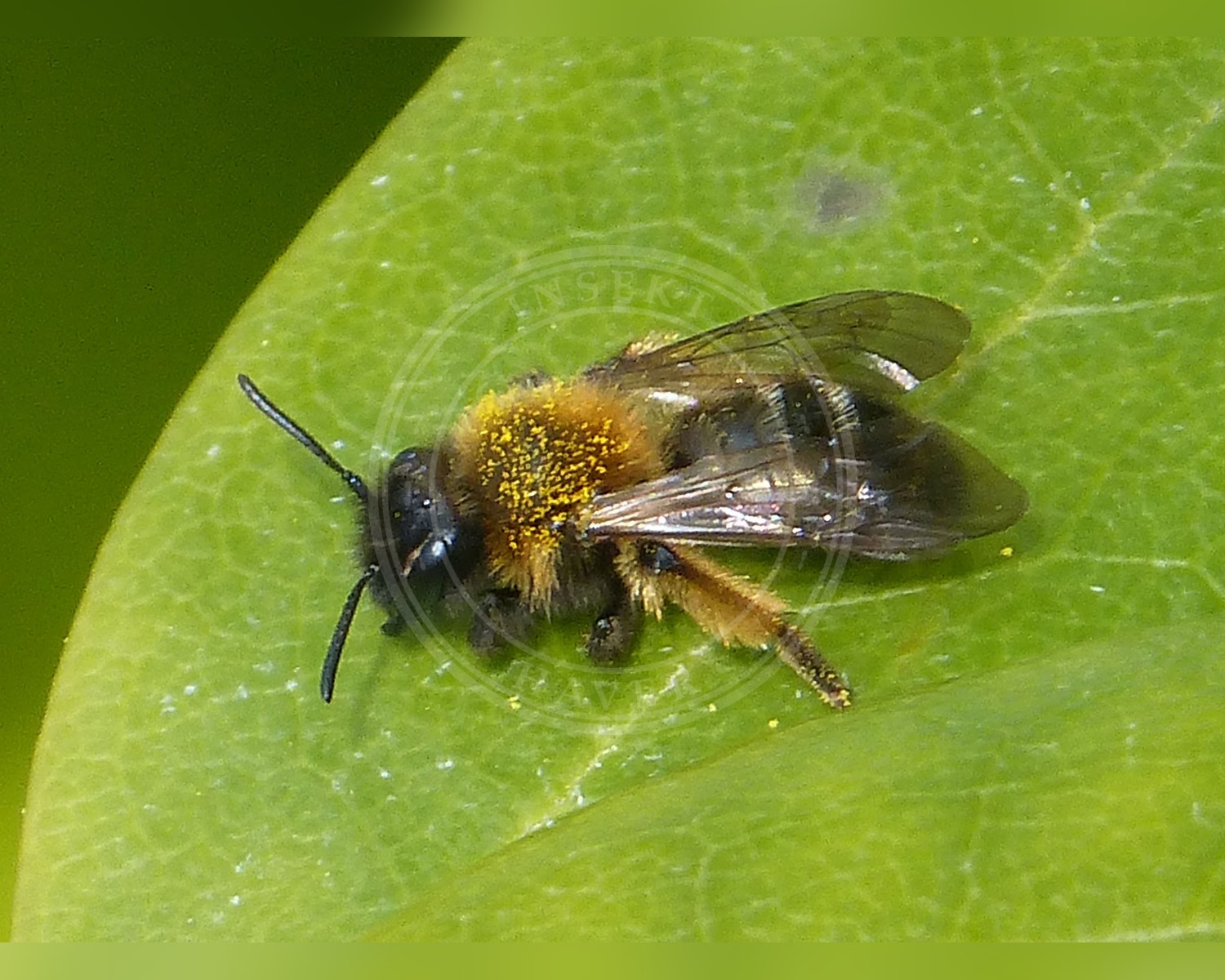 Her ses et billede af arten Glinsende Jordbi (Andrena nitida). Fotoet er taget af gailhampshire from Cradley, Malvern, U.K og hentet fra Wikimedia Commons (CC BY 2.0).