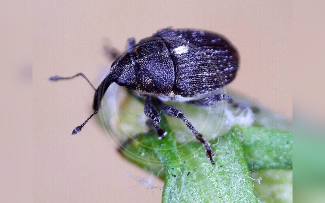 Her ses et billede af arten Glocianus distinctus. Fotoet er taget af Barry Walter og hentet fra iNaturalist (CC-BY).