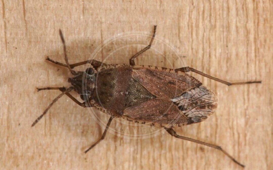 Her ses et billede af arten Gonianotus marginepunctatus. Fotoet er taget af AfroBrazilian og hentet fra Wikimedia Commons (CC BY-SA 4.0).