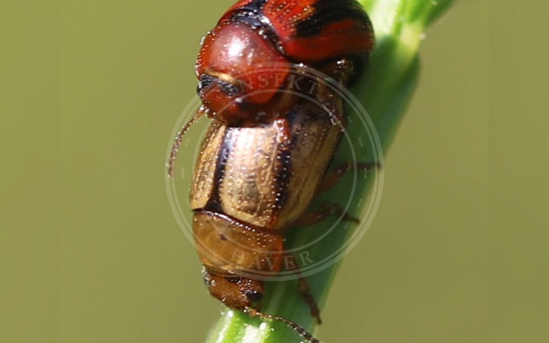 Her ses et billede af arten Gonioctena olivacea. Fotoet er taget af Slimguy og hentet fra Wikimedia Commons (CC BY 4.0).