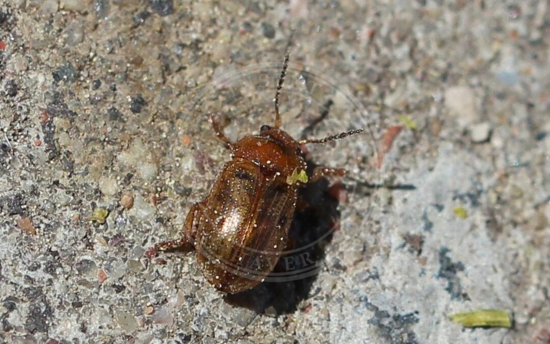 Her ses et billede af arten Gonioctena quinquepunctata. Fotoet er taget af AfroBrazilian og hentet fra Wikimedia Commons (CC BY-SA 4.0).