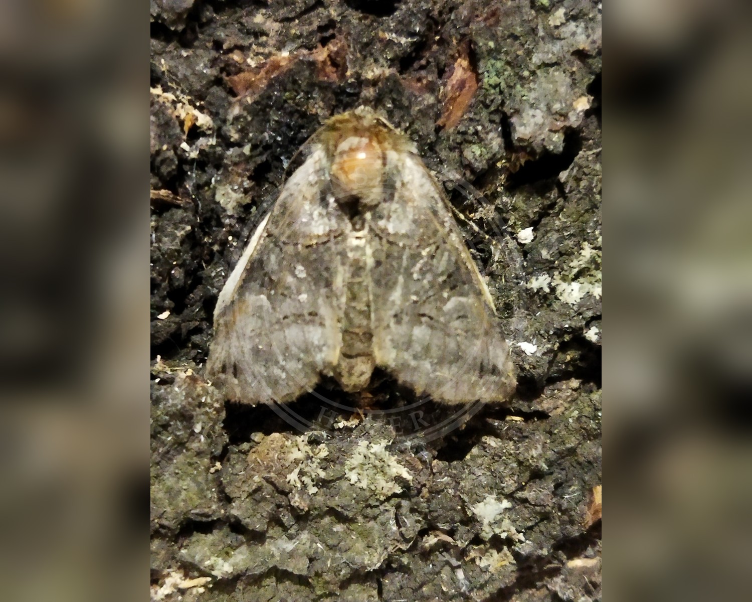 Her ses et billede af arten Grå Brilleugle (Abrostola tripartita). Fotoet er taget af SteveM4560 og hentet fra iNaturalist (CC BY).