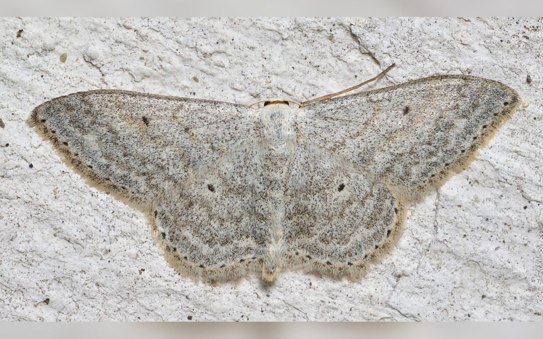 Her ses et billede af arten Grå Duskmåler (Scopula incanata). Fotoet er taget af Ryan Hodnett og hentet fra Wikimedia Commons (CC BY-SA 4.0).