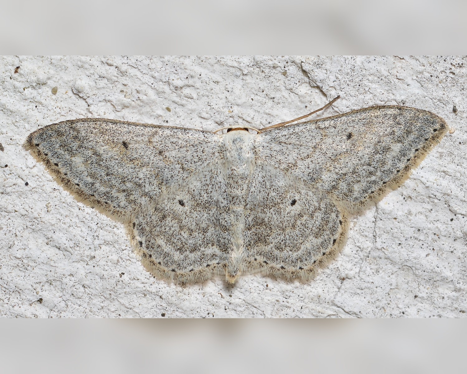Her ses et billede af arten Grå Duskmåler (Scopula incanata). Fotoet er taget af Ryan Hodnett og hentet fra Wikimedia Commons (CC BY-SA 4.0).