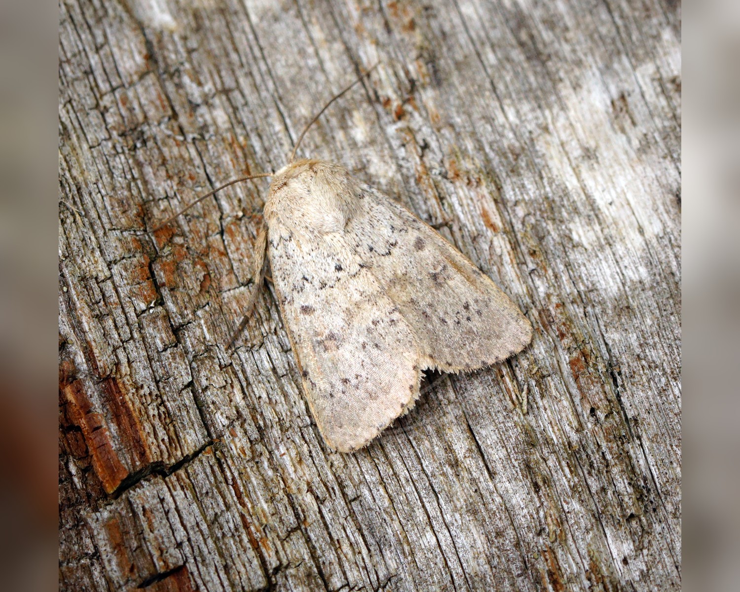 Her ses et billede af arten Grå Mus (Hoplodrina respersa). Fotoet er taget af Ben Sale og hentet fra Wikimedia Commons (CC BY 2.0).