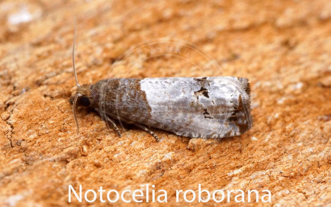 Her ses et billede af arten Grå Rosenvikler (Notocelia roborana). Fotoet er taget af Ben Sale og hentet fra Wikimedia Commons (CC BY 2.0).