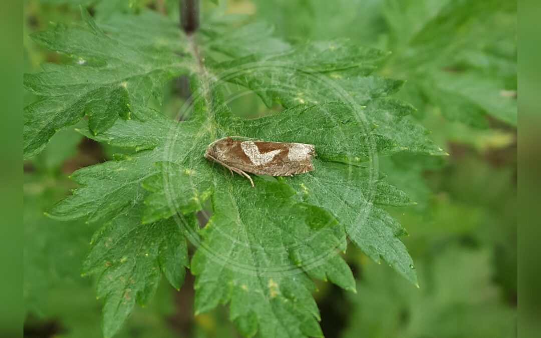 Gråbynkegallevikler – Epiblema foenella