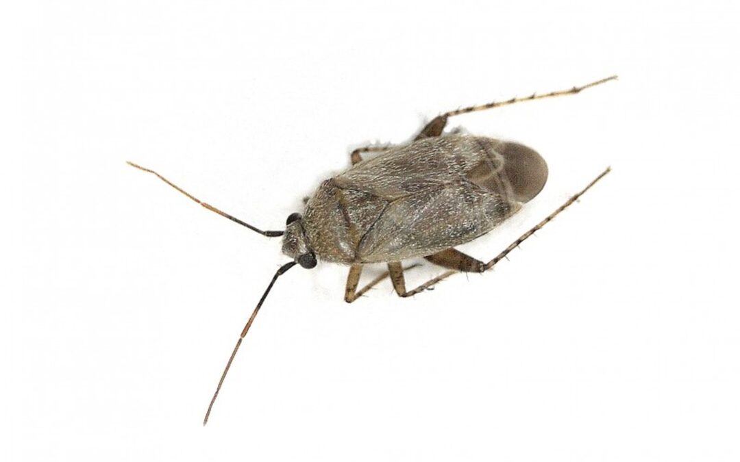 Her ses et billede af arten Gråbynketæge (Europiella artemisiae). Fotoet er taget af B. Schoenmakers (Waarneming.nl) og hentet fra Wikimedia Commons (CC BY 3.0).
