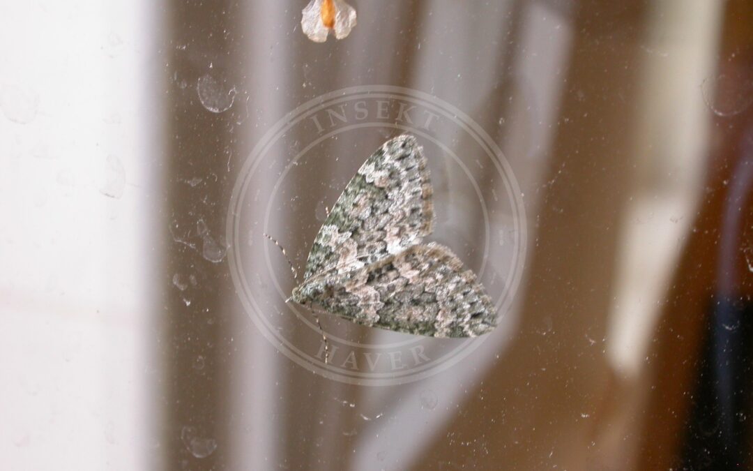 Her ses et billede af arten Grågrøn Bladmåler (Chloroclysta miata). Fotoet er taget af Donald Hobern og hentet fra Wikimedia Commons (CC BY 2.0).