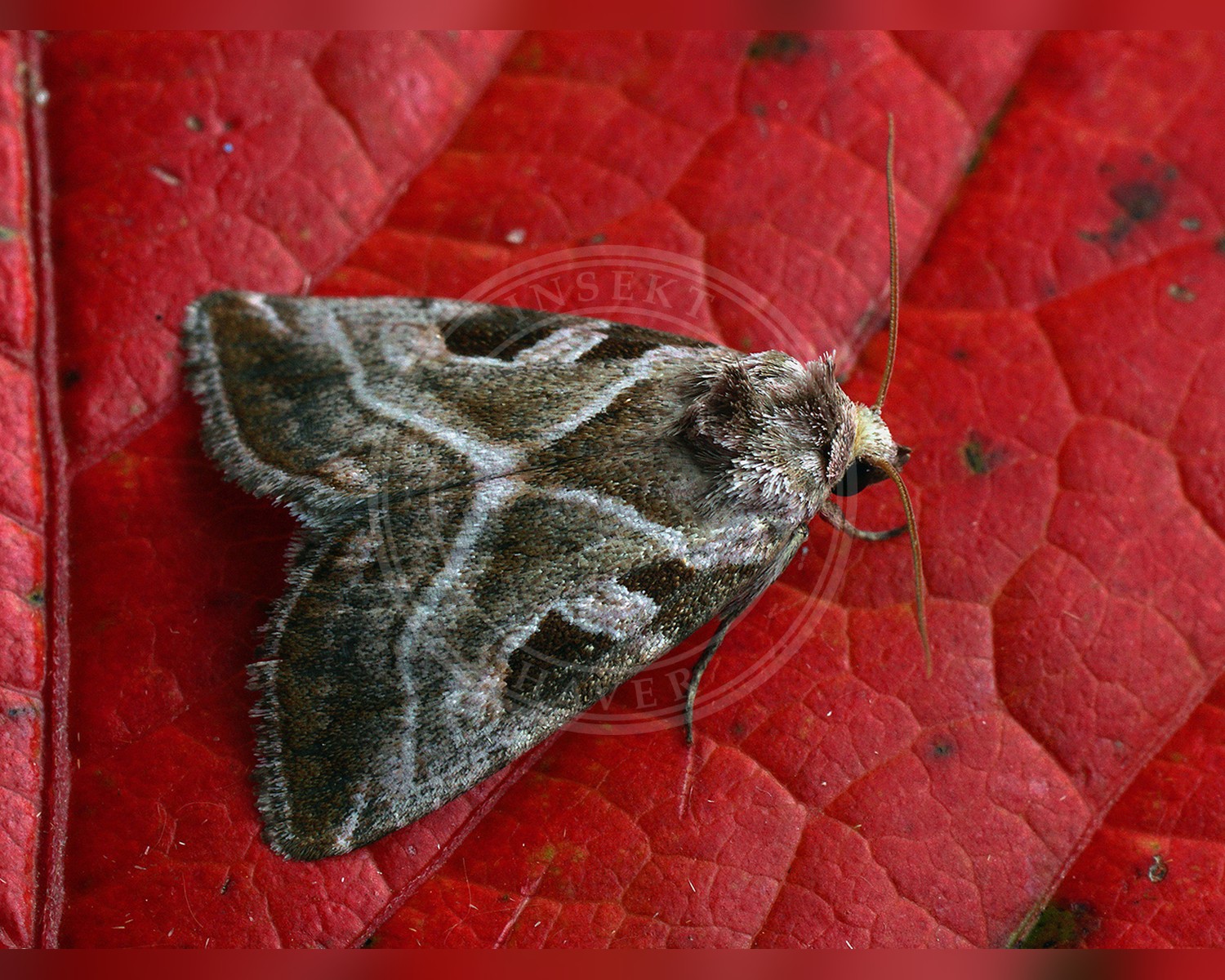 Her ses et billede af arten Grålig Cyklameugle (Eucarta virgo). Fotoet er taget af Ilia Ustyantsev og hentet fra Wikimedia Commons (CC BY-SA 2.0).