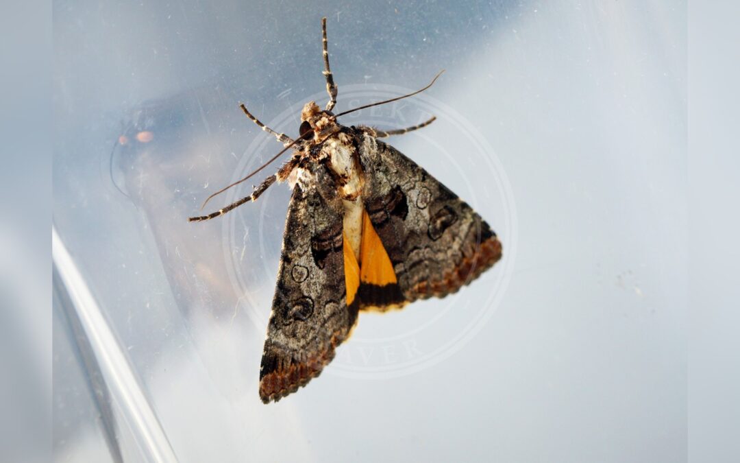 Her ses et billede af arten Gråspraglet Smutugle (Epilecta linogrisea). Fotoet er taget af Ben Sale og hentet fra Wikimedia Commons (CC BY 2.0).