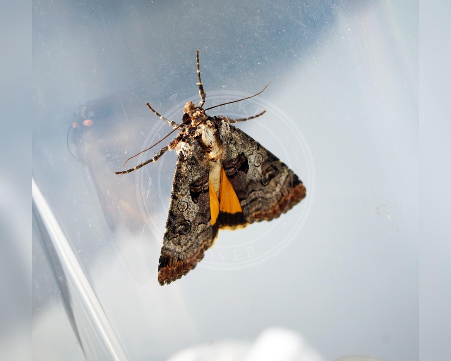 Her ses et billede af arten Gråspraglet Smutugle (Epilecta linogrisea). Fotoet er taget af Ben Sale og hentet fra Wikimedia Commons (CC BY 2.0).