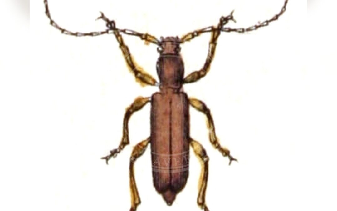 Her ses et billede af arten Gracilia minuta. Fotoet er taget af Emil Hochdanz og hentet fra Wikimedia Commons (Public domain).