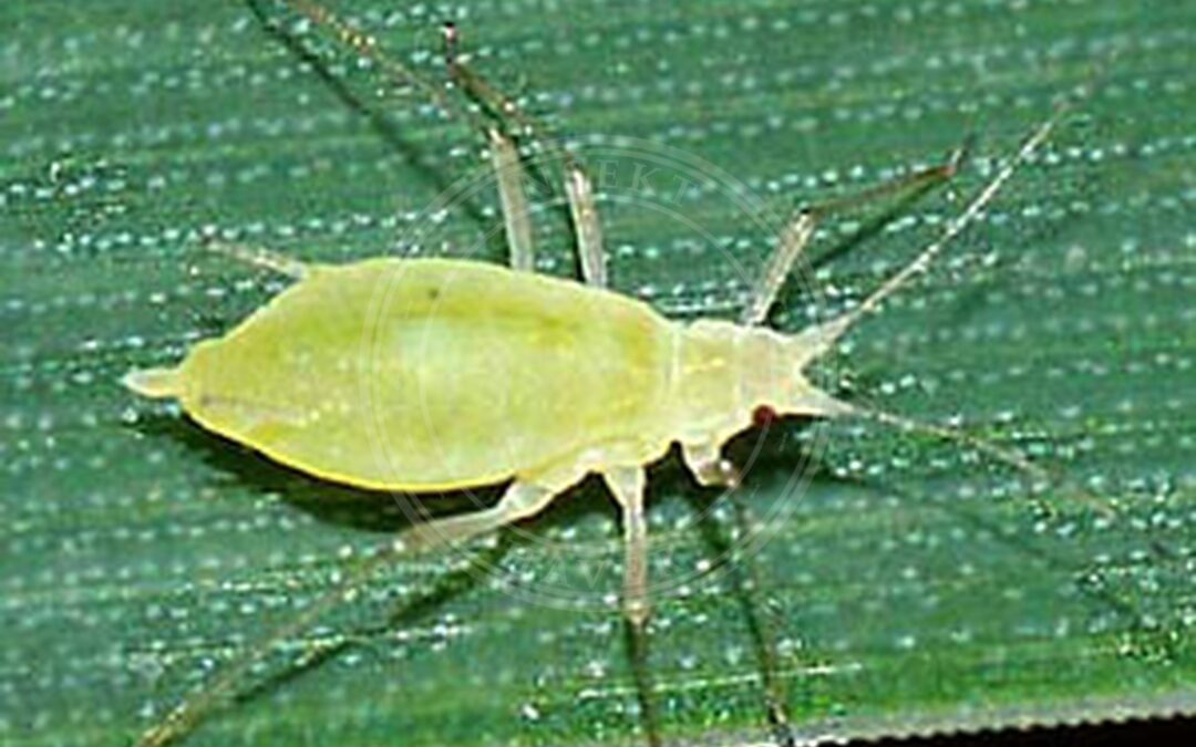 Græsbladlus – Metopolophium dirhodum