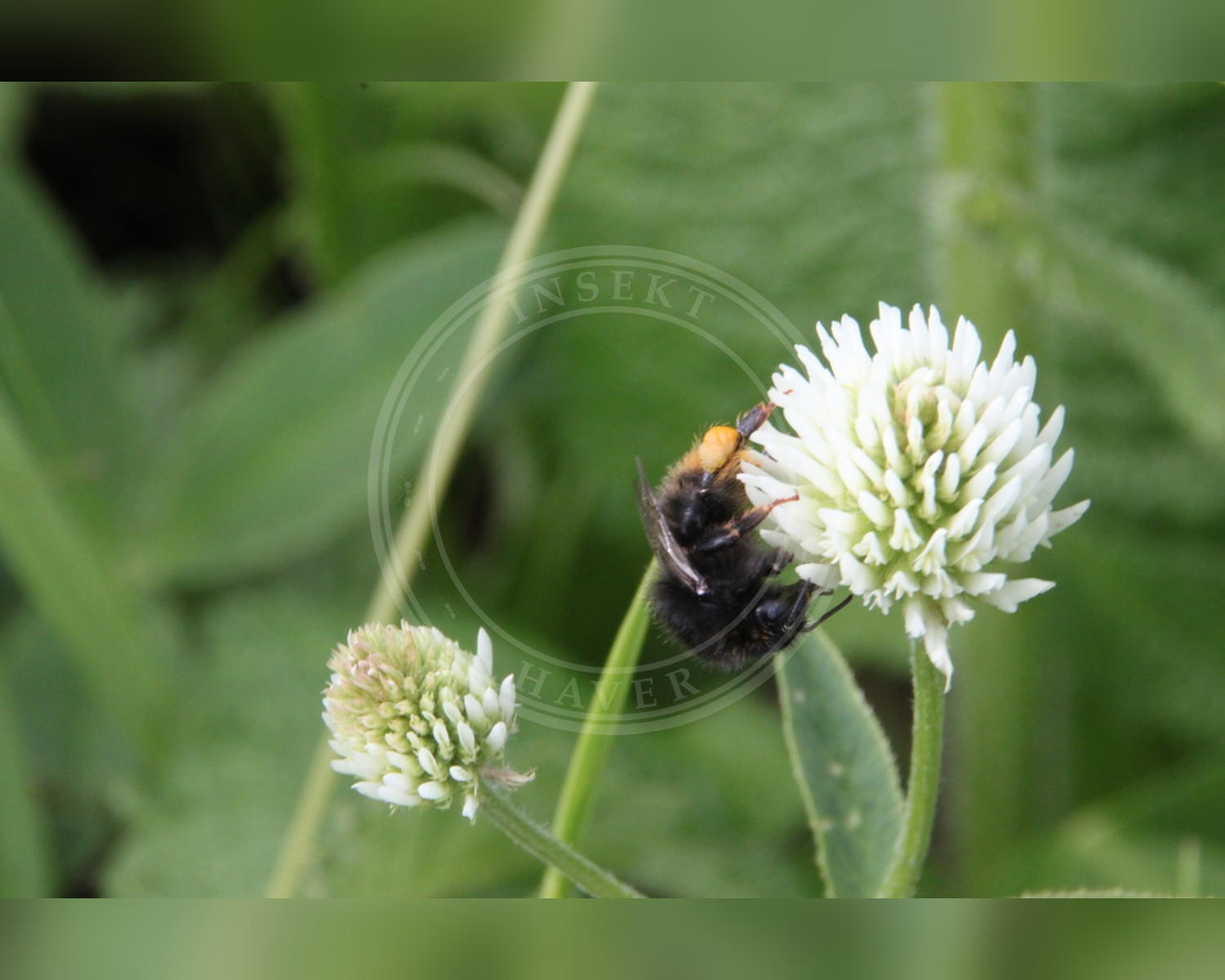 Her ses et billede af arten Græshumle (Bombus ruderarius). Fotoet er taget af Maxim Shashkov og hentet fra iNaturalist (CC BY).
