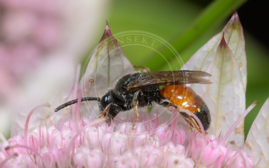 Her ses et billede af arten Græslandsmalbi (Lasioglossum albipes). Fotoet er taget af Andreas Eriksson og hentet fra iNaturalist (CC BY).