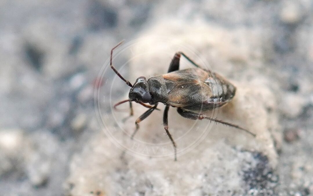 Her ses et billede af arten Græsplænetæge (Chlamydatus saltitans). Fotoet er taget af AfroBrazilian og hentet fra Wikimedia Commons (CC BY-SA 4.0).