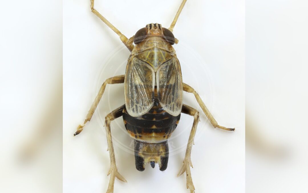 Her ses et billede af arten Græssporecikade (Dicranotropis hamata). Fotoet er taget af janetgraham84new og hentet fra Wikimedia Commons (CC BY 2.0).