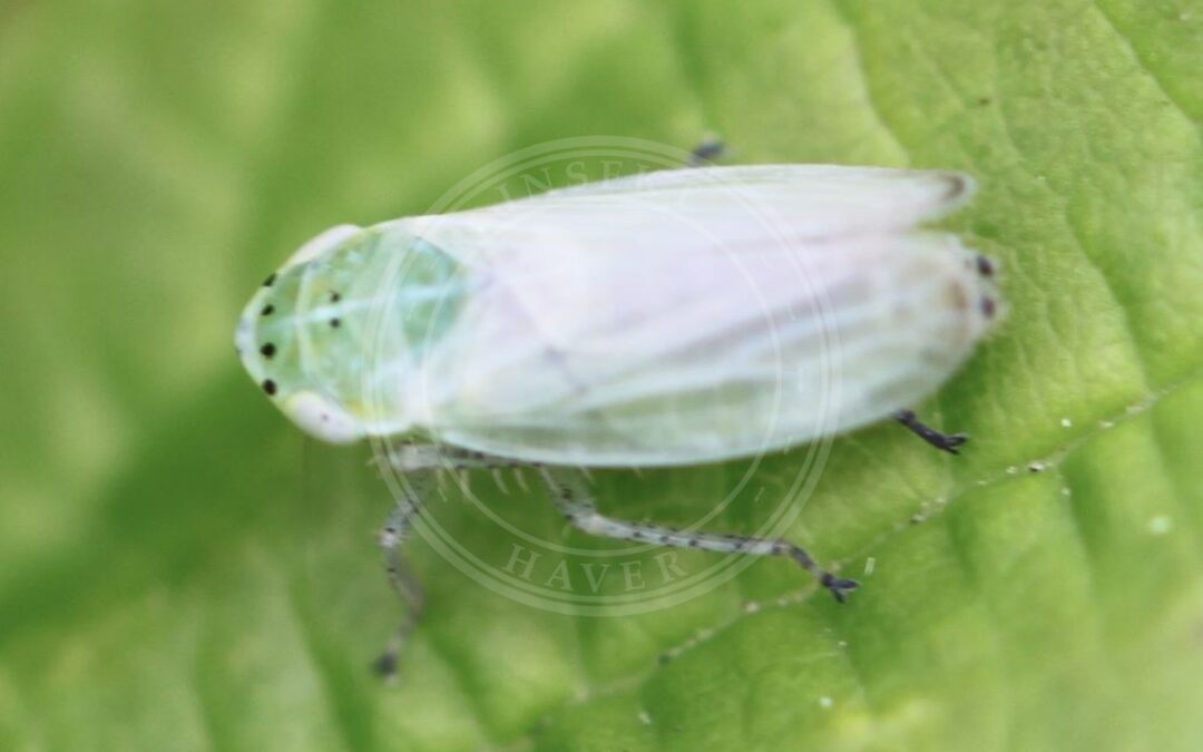 Her ses et billede af arten Graphocraerus ventralis. Fotoet er taget af Slimguy og hentet fra Wikimedia Commons (CC BY 4.0).