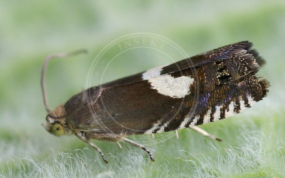 Grapholita orobana – Grapholita orobana