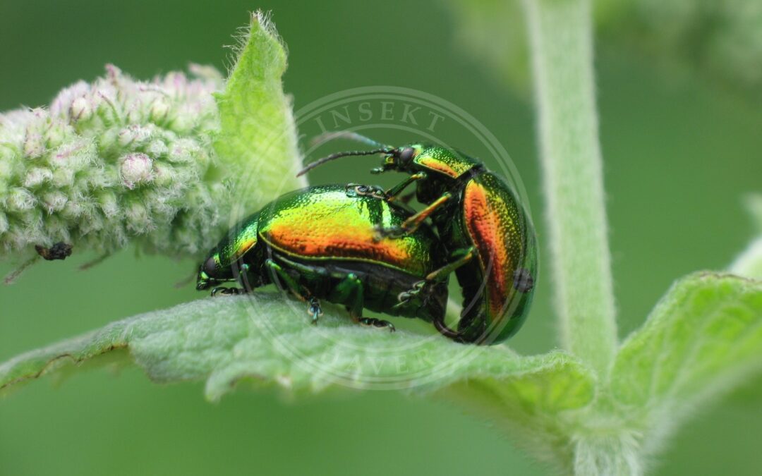 Her ses et billede af arten Grøn Guldbille (Chrysolina herbacea). Fotoet er taget af Tomasz Górny (Nemo5576) og hentet fra Wikimedia Commons (CC BY-SA 3.0).