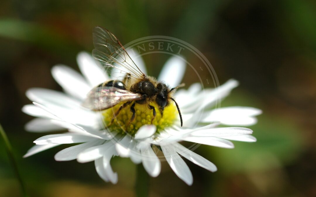 Gulbåndet Jordbi – Andrena flavipes