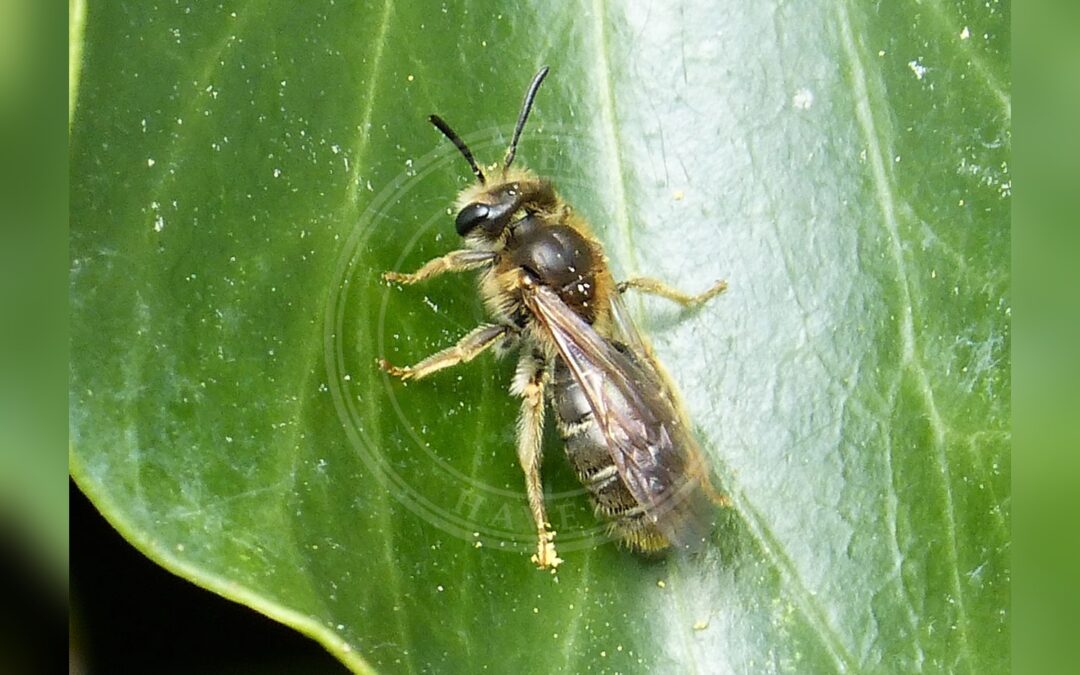 Her ses et billede af arten Gulbenet Jordbi (Andrena chrysosceles). Fotoet er taget af gailhampshire from Cradley, Malvern, U.K og hentet fra Wikimedia Commons (CC BY 2.0).