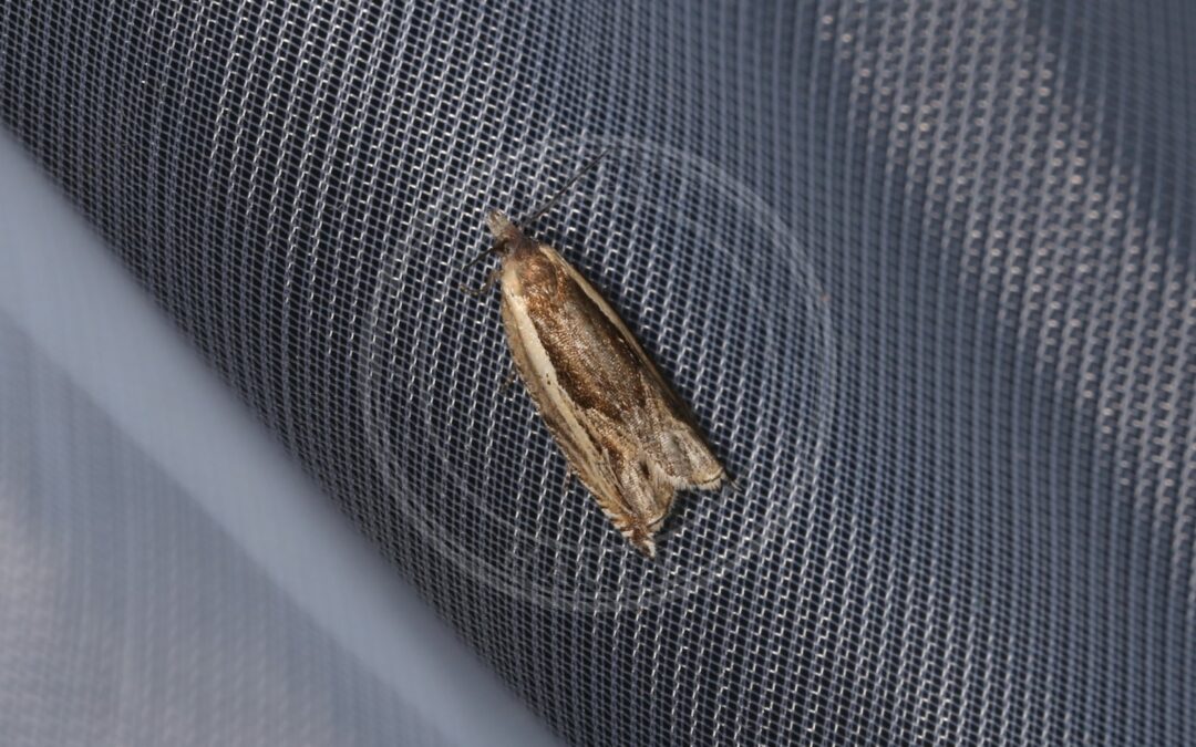 Her ses et billede af arten Gulbrun Tørstseglvikler (Ancylis apicella). Fotoet er taget af Donald Hobern og hentet fra Wikimedia Commons (CC BY 2.0).