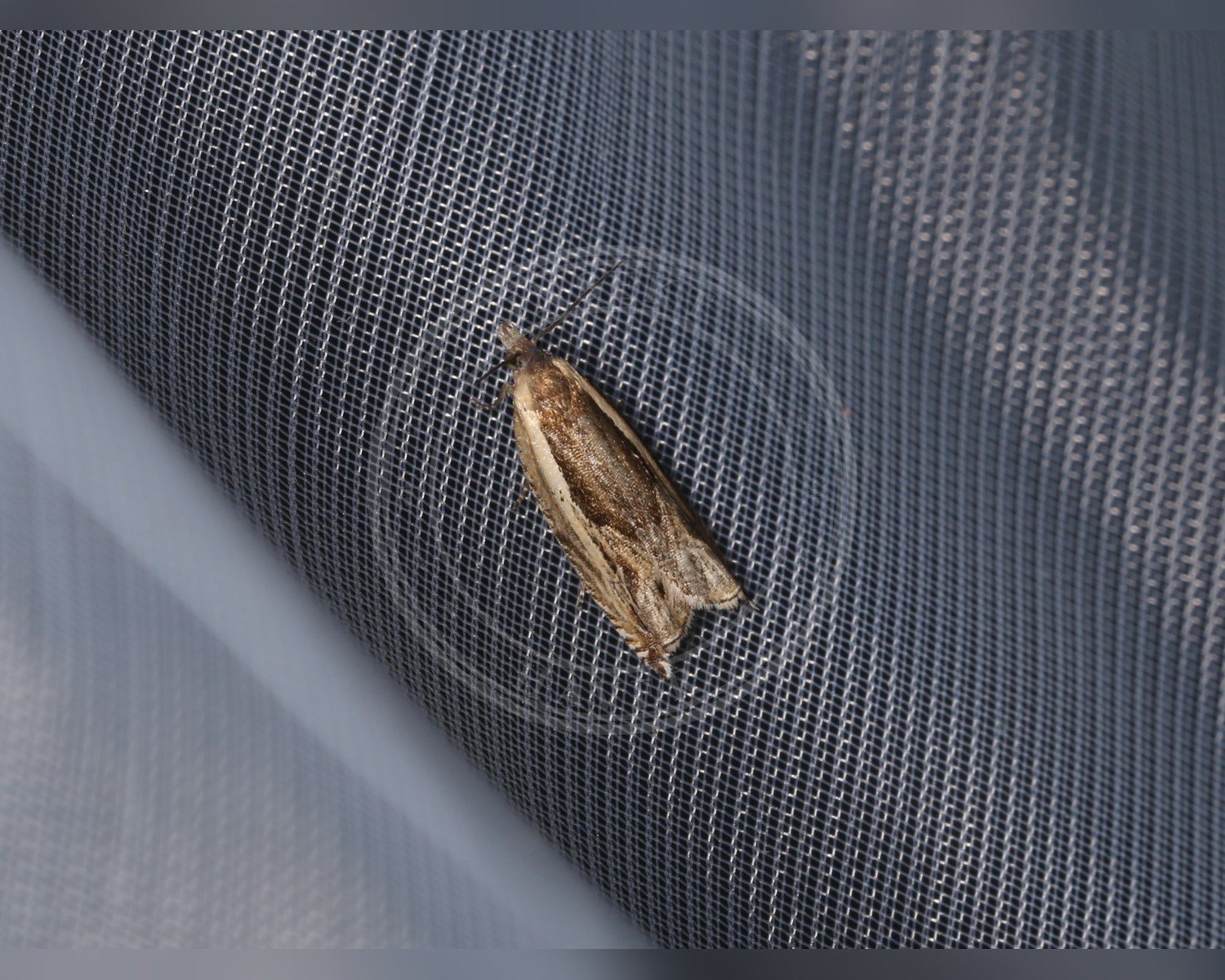 Her ses et billede af arten Gulbrun Tørstseglvikler (Ancylis apicella). Fotoet er taget af Donald Hobern og hentet fra Wikimedia Commons (CC BY 2.0).