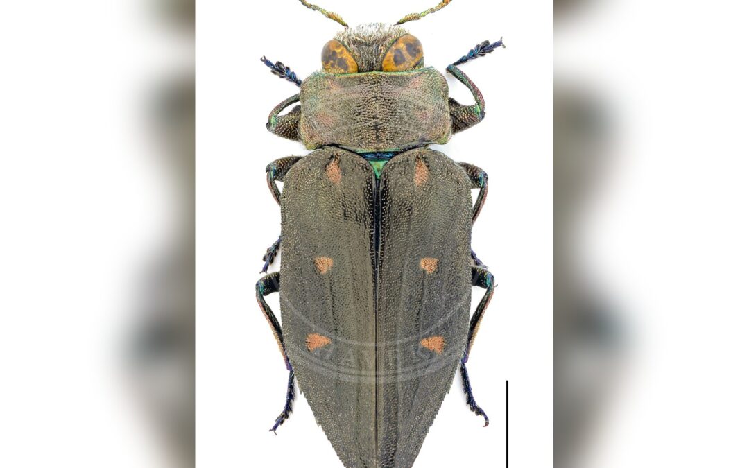 Her ses et billede af arten Guldgrubet Pragtbille (Chrysobothris affinis). Fotoet er taget af Forbicioni et al. (2024) og hentet fra Wikimedia Commons (CC BY 4.0).