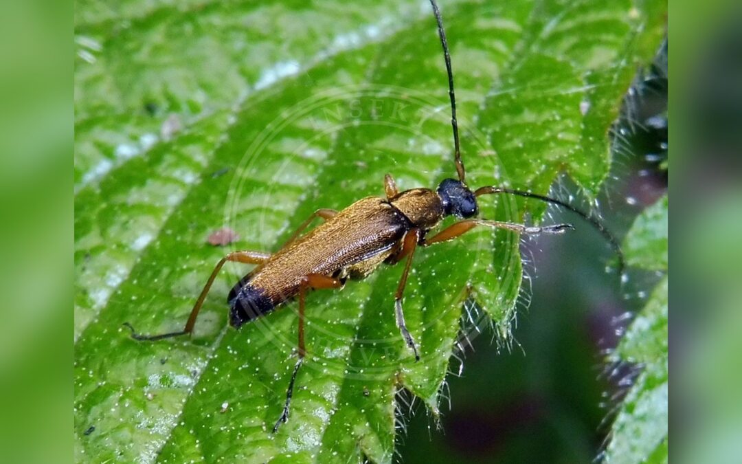 Her ses et billede af arten Guldhåret Blomsterbuk (Grammoptera ustulata). Fotoet er taget af (c) Barry Walter, some rights reserved (CC BY) og hentet fra Wikimedia Commons (CC BY 4.0).