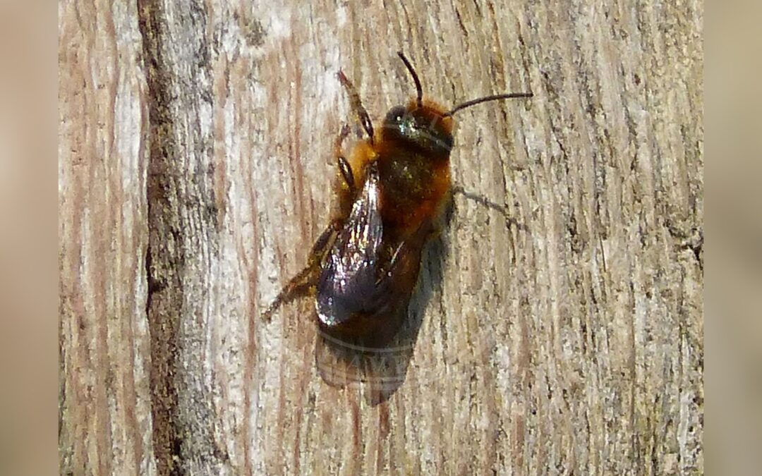 Her ses et billede af arten Guldmurerbi (Osmia aurulenta). Fotoet er taget af gailhampshire from Cradley, Malvern, U.K og hentet fra Wikimedia Commons (CC BY 2.0).