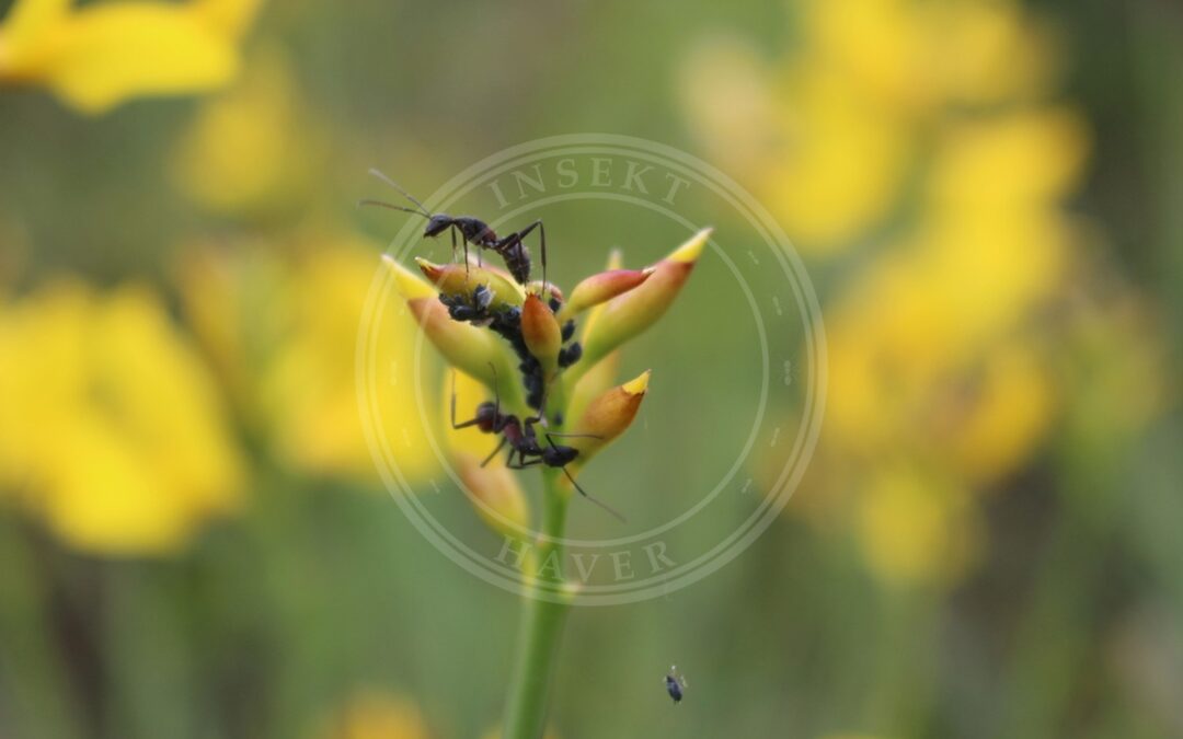 Her ses et billede af arten Guldregnbladlus (Aphis cytisorum). Fotoet er taget af Fabien Piednoir og hentet fra iNaturalist (CC BY-SA).