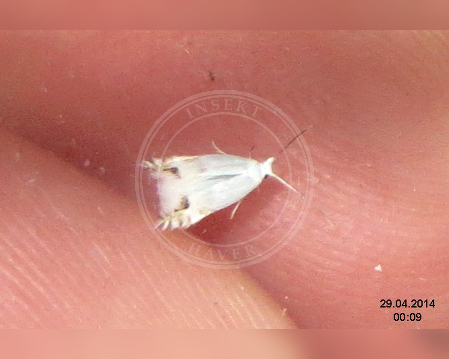 Her ses et billede af arten Guldregnmøl (Leucoptera laburnella). Fotoet er taget af David Short og hentet fra Wikimedia Commons (CC BY 2.0).