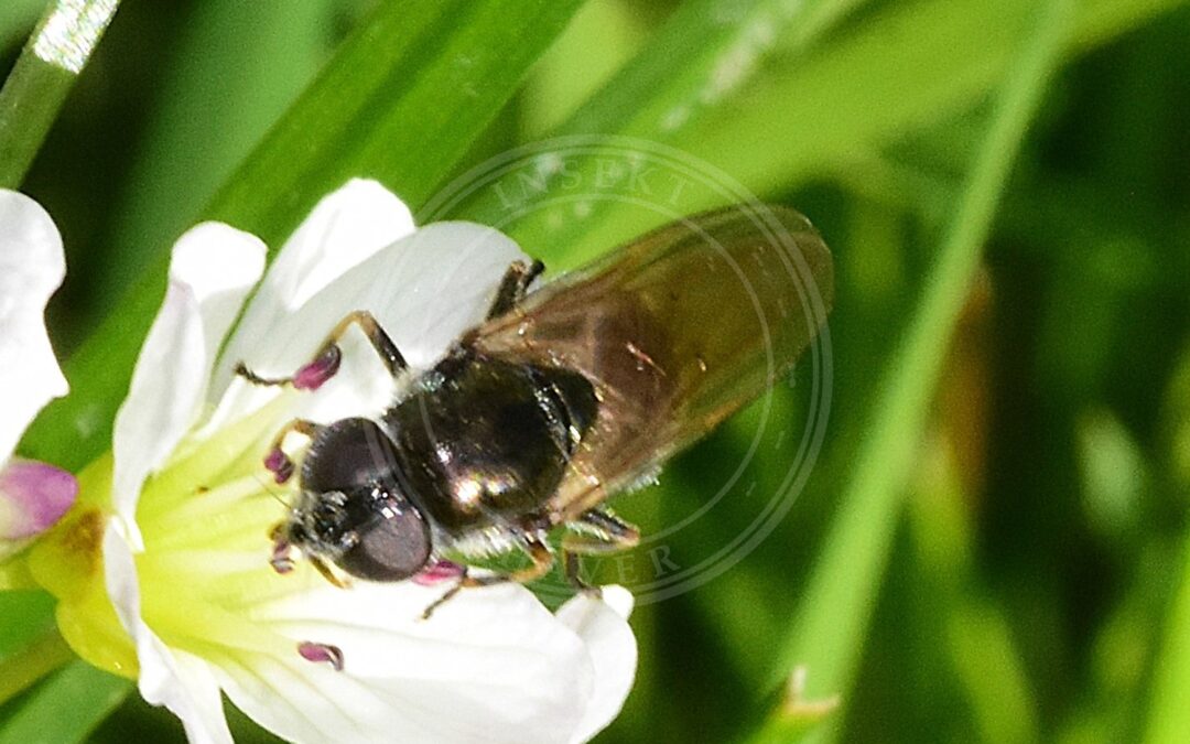 Her ses et billede af arten Gulerod-Urtesvirreflue (Cheilosia velutina). Fotoet er taget af Jan Alsvik og hentet fra GBIF (CC-BY).