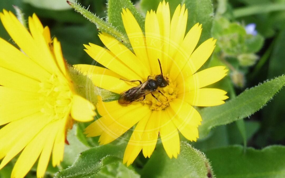 Gulerodsmåjordbi – Andrena minutuloides