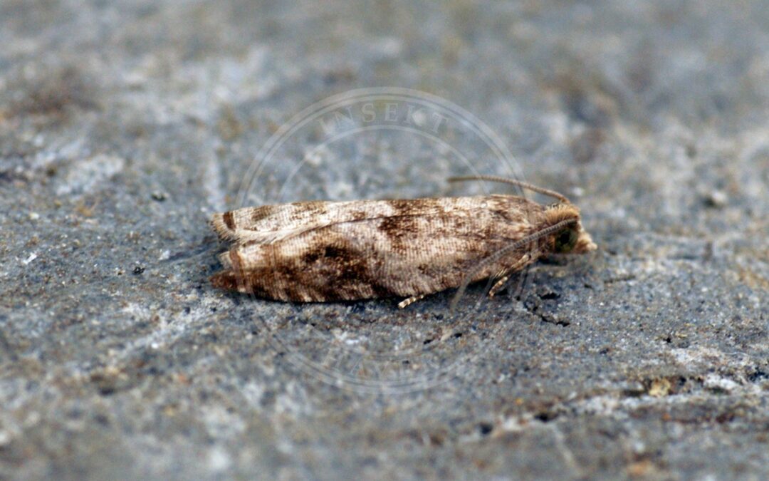 Her ses et billede af arten Gulgrå Knopvikler (Rhopobota naevana). Fotoet er taget af Ben Sale og hentet fra Wikimedia Commons (CC BY 2.0).